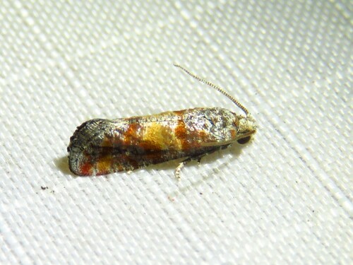 Nantucket Pine Tip Moth photo 2