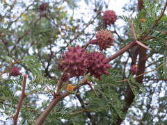 Cephalotelium macowanianum