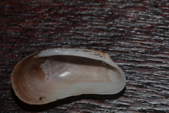 Barbatia