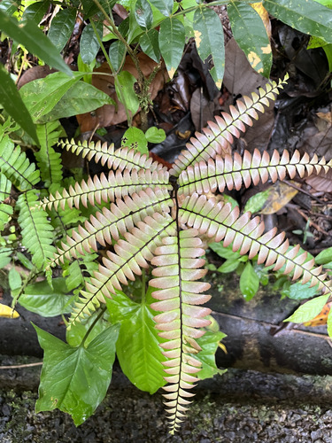Adiantum tetraphyllum image