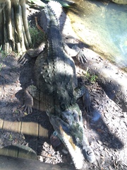 Crocodylia