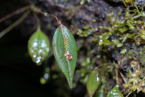 Lepanthes lindleyana, photograph 3