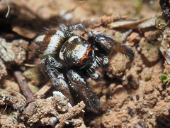 Pellenes flavipalpis