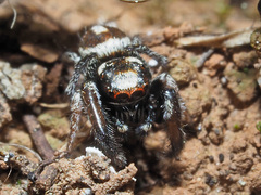 Pellenes flavipalpis