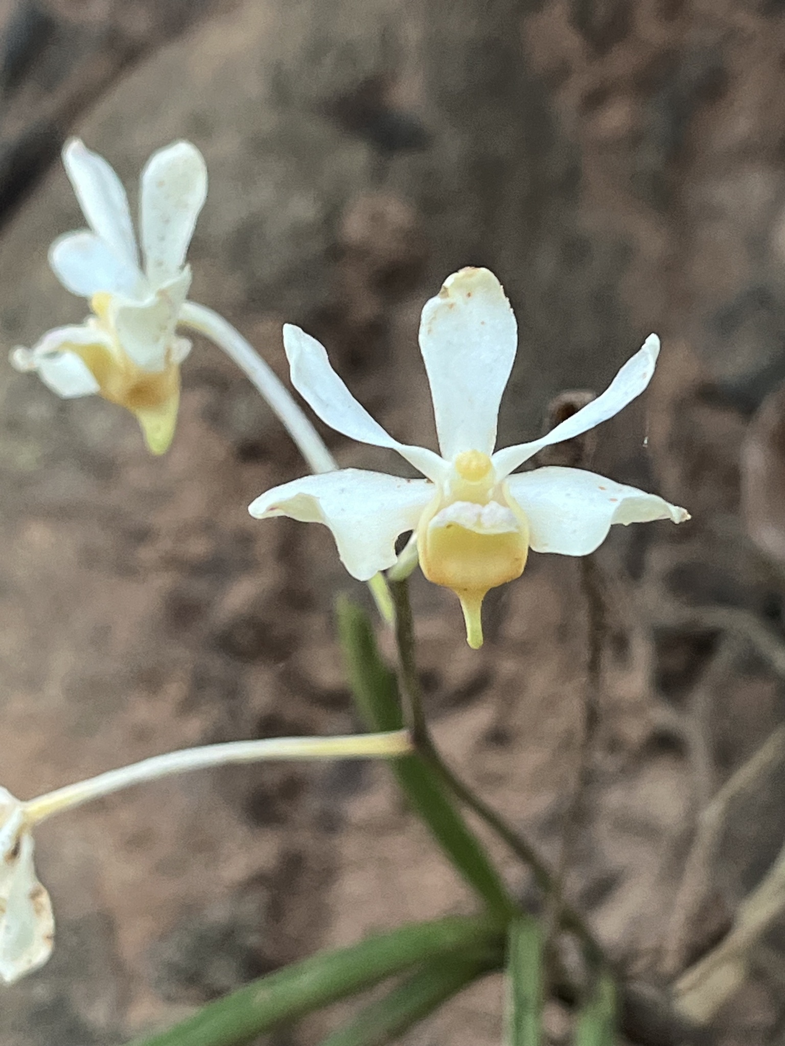 Imagem de Orquídea