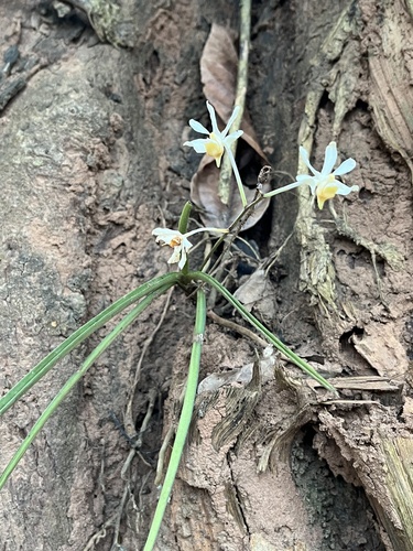 Foto de Orquídea