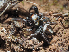 Pellenes flavipalpis