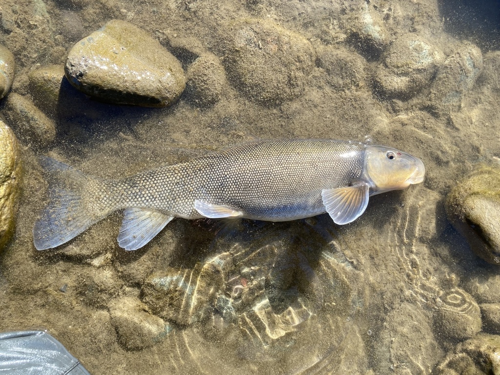 Bridgelip sucker (Catostomus columbianus) — Catostomidae