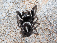 Pellenes flavipalpis