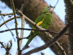 White-Winged Parakeet photo 2