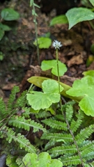 Hydrocotyle leucocephala image