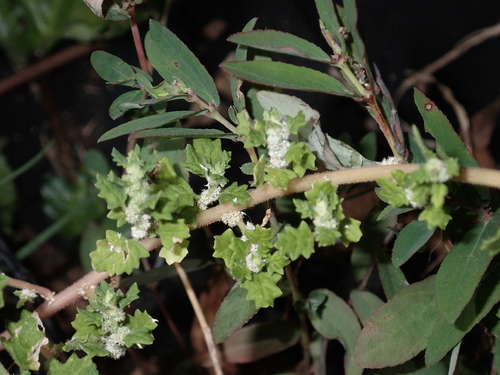 Dysphania carinata observed 2024-03-04