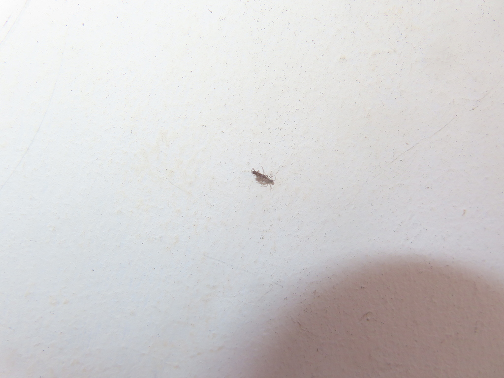 Ants from 10820 Justice Center Dr, Roseville, CA 95678, USA on March 6 ...