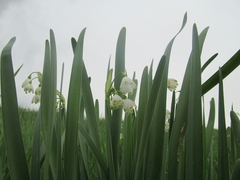 Leucojum aestivum aestivum