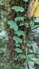 Passiflora lancearia image