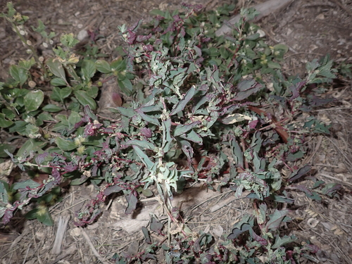 Atriplex suberecta observed 2024-03-04