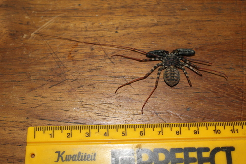 Common Whipspider