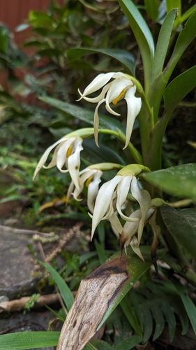Maxillaria inaudita