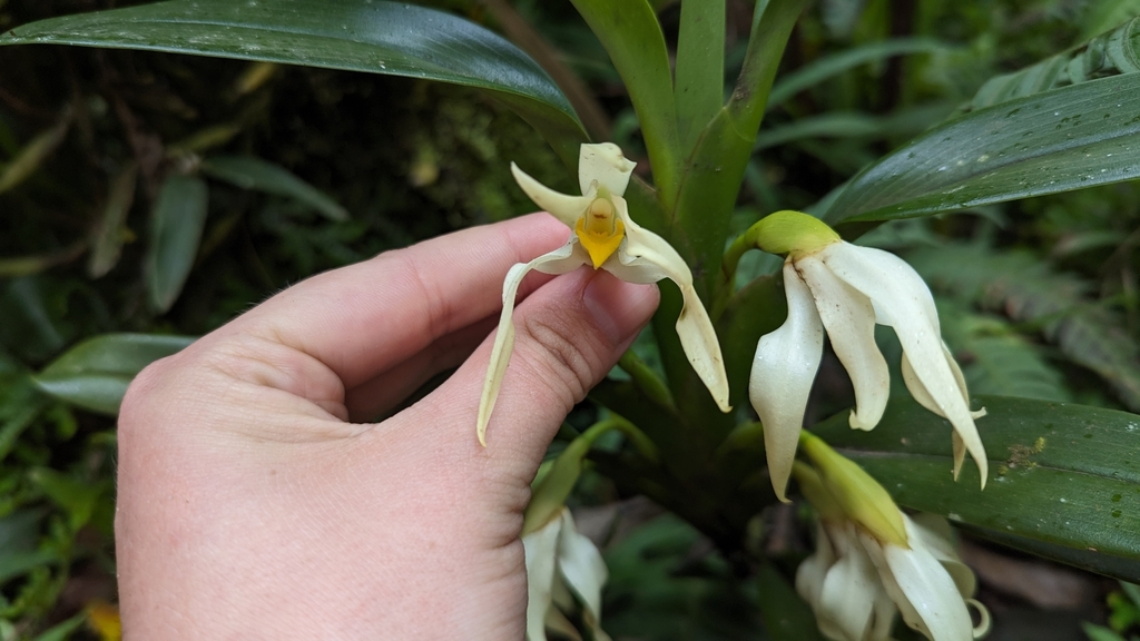 Maxillaria inaudita; photograph (c) Alina Martin, some rights reserved (CC BY)