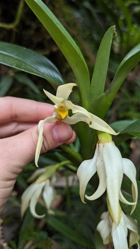Maxillaria inaudita, photograph 2
