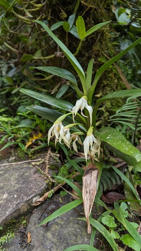 Maxillaria inaudita, photograph 3
