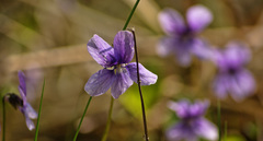 Viola uliginosa