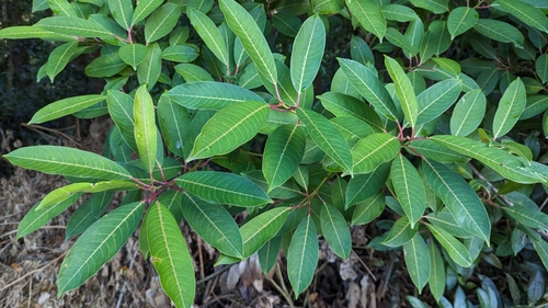 Image of Sapium glandulosum by (c) Alina Martin, some rights reserved (CC BY)
