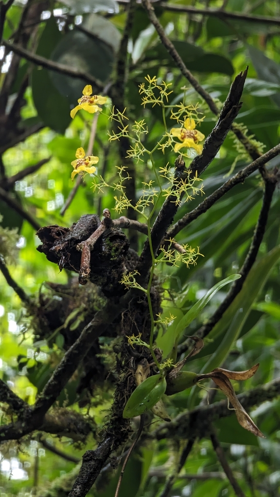 Oncidium bryolophotum
