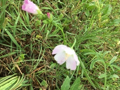 Callirhoe alcaeoides
