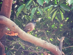 Acridotheres tristis