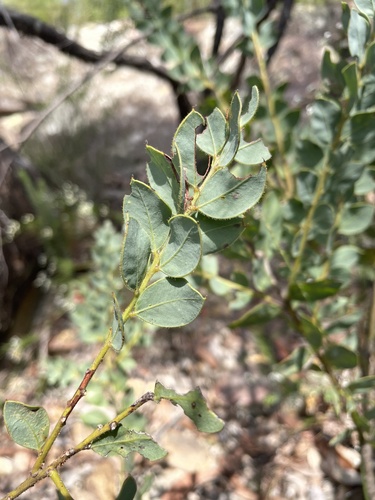 Acacia undulifolia observed 2024-03-07