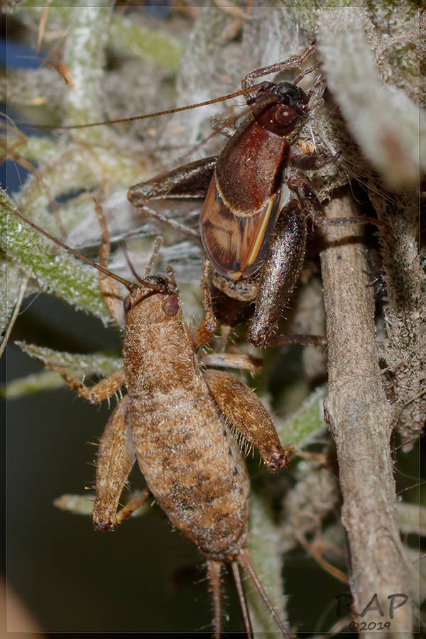 Ornebius alatus