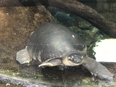 Carettochelys insculpta