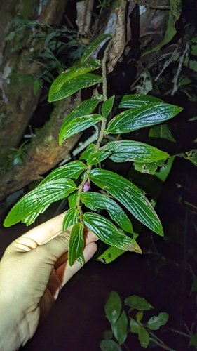 Columnea verecunda