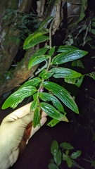 Columnea verecunda