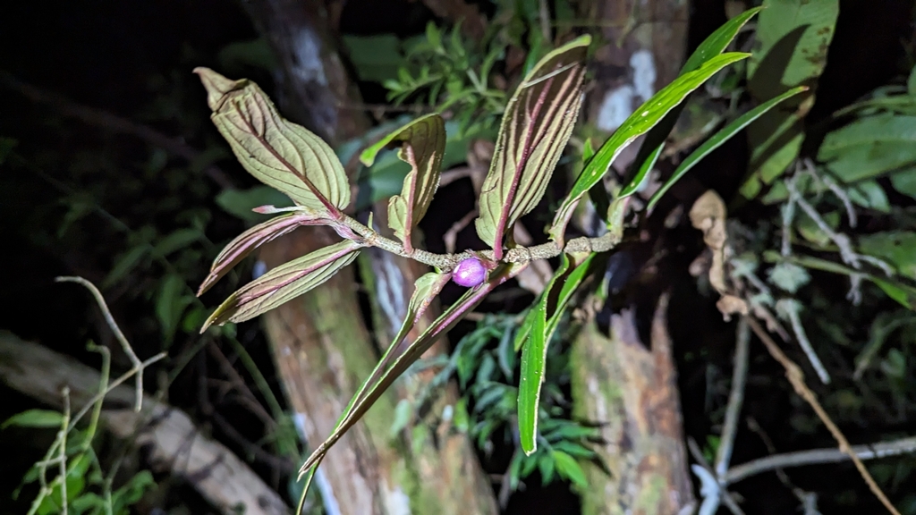 Columnea verecunda; photograph (c) Alina Martin, some rights reserved (CC BY)