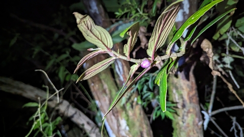 Columnea verecunda, photograph 2