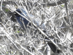 Melanotis caerulescens