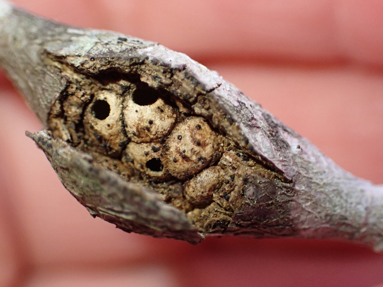 Split Twig Gall Wasp