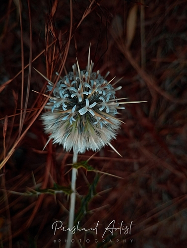 Image of Echinops echinatus by (c) Prashant Karadakatti, some rights reserved (CC BY)