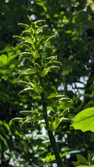 Vriesea greenbergii (Werauhia greenbergii)