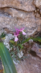 Orchis anatolica