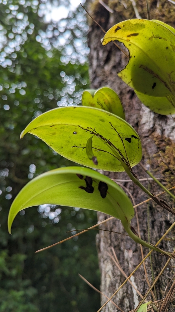 Stelis imraei