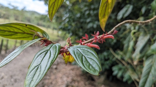 Columnea querceti
