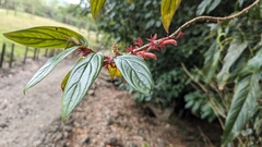 (c) Alina Martin, some rights reserved (CC BY) Columnea querceti, photograph (c) Alina Martin, some rights reserved (CC BY)