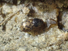 Aphodiini