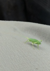 Paracyrtophyllus robustus