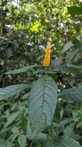 Pachystachys lutea