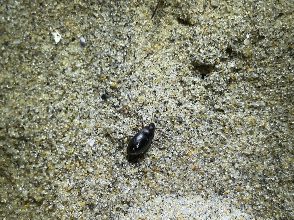 Cryptadius inflatus