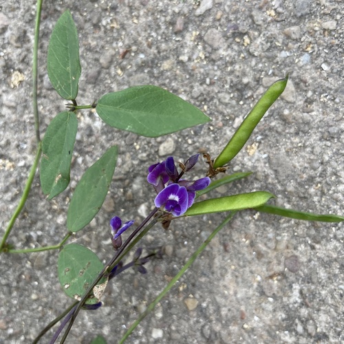Glycine tabacina iNat (1)